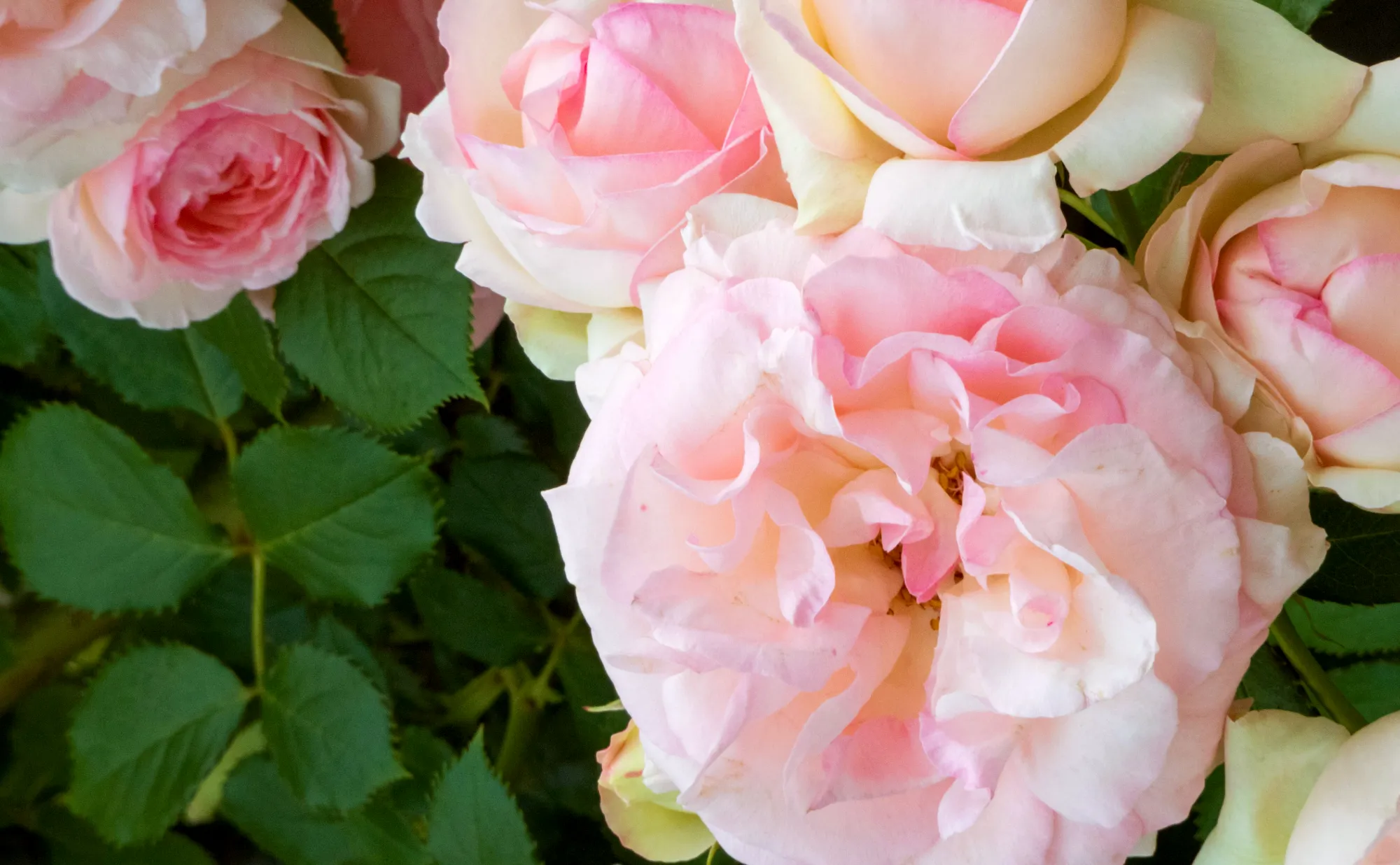 プライバシーポリシー